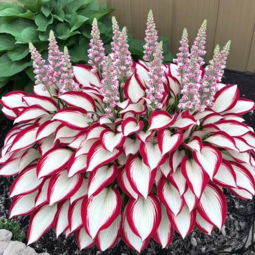 Last Day Sale 50offpremium Rare Hosta Seeds