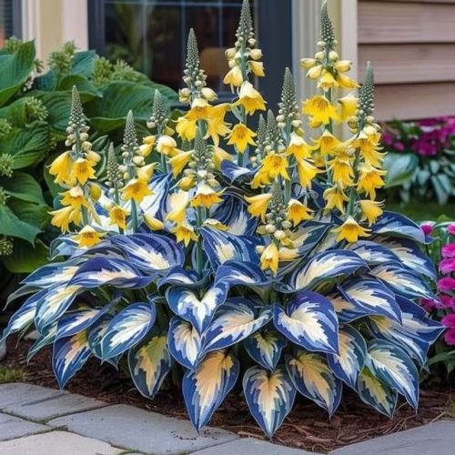 Last Day Sale 50offpremium Rare Hosta Seeds